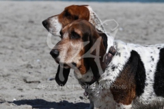 Basset Hound