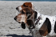 Basset Hound