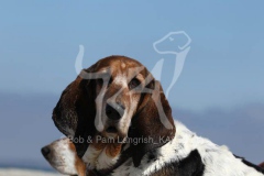 Basset Hound