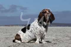 Basset Hound