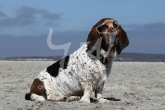 Basset Hound