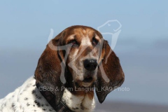 Basset Hound