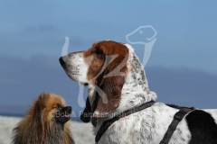 Basset Hound