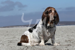 Basset Hound