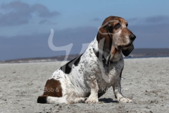 Basset Hound