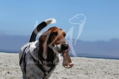 Basset Hound