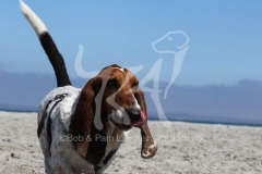 Basset Hound