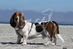 Basset Hound