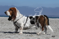 Basset Hound