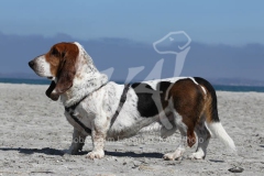 Basset Hound