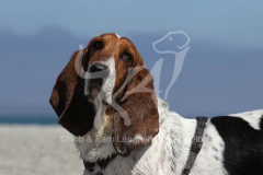 Basset Hound