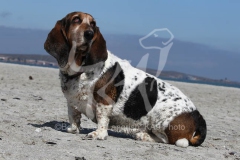 Basset Hound