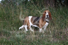 Basset Hound