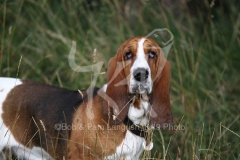 Basset Hound