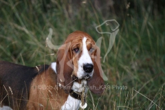 Basset Hound