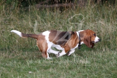 Basset Hound