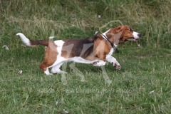 Basset Hound