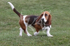 Basset Hound