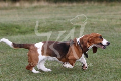 Basset Hound