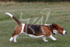 Basset Hound