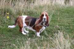 Basset Hound