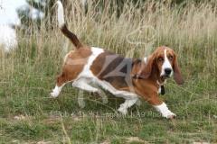 Basset Hound