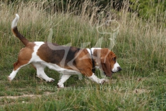 Basset Hound