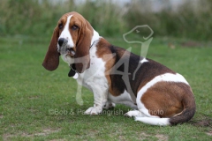 Basset Hound