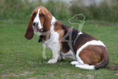 Basset Hound