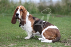 Basset Hound