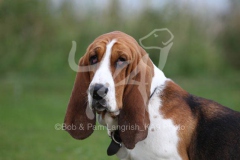 Basset Hound