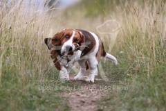 Basset Hound