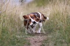 Basset Hound