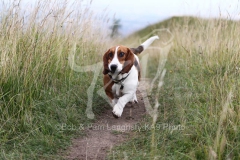 Basset Hound