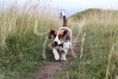 Basset Hound