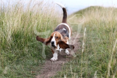 Basset Hound