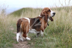 Basset Hound