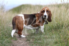 Basset Hound