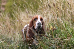 Basset Hound