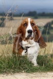 Basset Hound