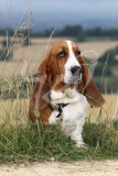 Basset Hound