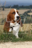 Basset Hound