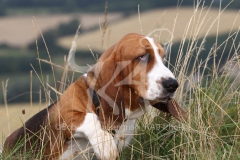 Basset Hound