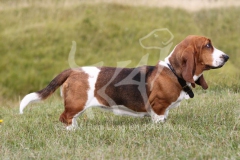 Basset Hound