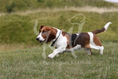 Basset Hound