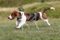 Basset Hound