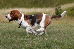 Basset Hound