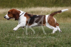 Basset Hound