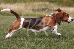 Basset Hound