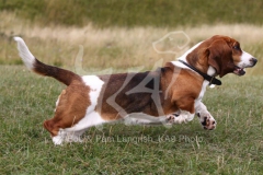 Basset Hound